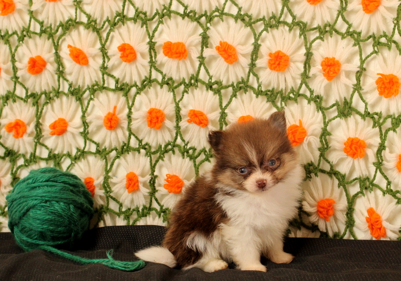 puppy, for, sale, Pomeranian, Matthew B. Stoltzfus, dog, breeder, Gap, PA, dog-breeder, puppy-for-sale, forsale, nearby, find, puppyfind, locator, puppylocator, aca